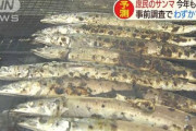 【悲報】サンマ、今年も不漁で1尾200円へ