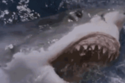 【画像】サメ映画、完全にオワコン
