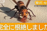 楽韓さん、本日の動向 - アメリカでオオスズメバチを根絶できたとの話