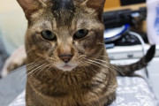 業者「お届けものです」ﾋﾟﾝﾎﾟｰﾝ　ワイ「きたか」ｶﾞﾀｯ　猫「どこいくん？」