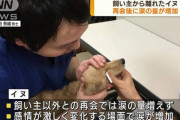 【画像】イッヌ、飼い主と再会する度に泣いてた
