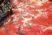 【画像あり】日本人さん、イルカを食べてしまう　まさに血の海だな・・・