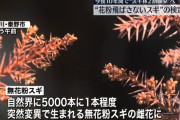 突然変異で無花粉になったスギを大量生産する計画が進行中