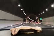 【動画】イッヌを車に乗せてトンネルに入った結果ｗｗｗｗｗｗ