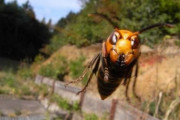 日本が誇る最強生物オオスズメバチさん、とうとうアメリカ挑戦