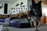 ぬ？見られてるとな？ジャーマンシェパード犬がとった驚きの行動はこの後すぐ！
