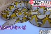 【速報】アミメニシキヘビ、ついに捕まる！