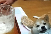 【画像】うちの柴犬と散歩してると「柴犬ですか？」と聞かれる…どこから見ても柴だと思ってるんだけどな