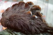 【速報】アメリカ、触ると死ぬフサフサのハリ毛虫が大量発生！！！