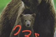 【衝撃映像】クマ狩りハンター、渾身の一発を外してしまい無事死亡