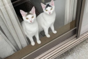 【画像】ネッコ、ワイがベランダに出ると見守ってくる