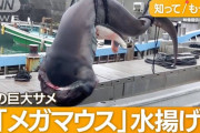 【画像】メガマウス（ネット上のお前ら）捕獲