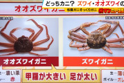 【朗報】偽物ズワイガニ、一匹150円とかいうバカみたいな値段で市場をぶっ壊すwww