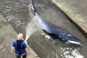 【イギリス】ミンククジラの赤ちゃん、安楽死に　母親と離れテムズ川に迷い込み苦しんでいた・・・