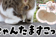 猫のキンタマ、ガチャガチャで登場ｗｗｗｗｗ（画像あり）