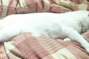 【朗報】ワイのネッコ、スヤスヤ（※画像あり）