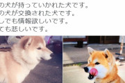 【画像あり】代々木公園で飼い犬が失踪　見つけたら500万