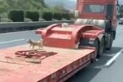 【動画】高速道路を走る低床トレーラーの荷台にワンちゃん！？