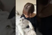 猫の日山下美月　#乃木坂46