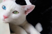 【ねこGIF】大きな時計にイタズラしまくる猫さん…時刻がずれていたら、この子のせいかもしれませんwww
