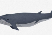 クジラのオスの“アレ”、デカすぎワロタｗｗｗｗｗｗｗｗｗ