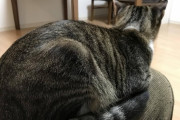 【ねこ画像】膝の上のねこ、ねこ用ハンモックでおくつろぎ ほか【再】