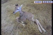 【上野動物園】37年ぶり キリンの赤ちゃん誕生　飼育員のミルクですくすく