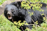 【熊被害】クマの攻撃で鼻が半分取れ、「顔中血まみれ」の警察官が「助けてください」と…秋田でクマに襲われ死亡した男性の「壮絶すぎる捜索現場」