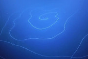 【画像】全長120mの超巨大なヒモのような生物が深海で発見されるｗｗｗｗｗ
