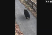 【北海道】小学校の校庭にクマ　猟友会が駆除