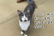 やっと来たか同居人。引っ越してすぐに玄関に現れた猫がそのまま家族に（CDS活動報告）
