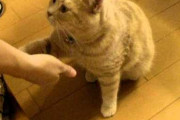 【ねこ動画】芸をする猫