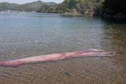 【ダイオウイカ】大きさ約3メートルが生きたまま打ち上げられる　福井・小浜の海岸