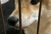 ケージと柴犬【再】