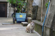 【ねこ画像】島のねこ、近所のねこ【再】
