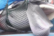 【中国メディア】日本はなぜ捕鯨を続けるのか「非人道的で血生臭い伝統など残す価値はない」「やはり残忍と言われるだけはある」