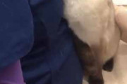 ネコを病院に連れてきた。怖がる？ 暴れちゃう？ → 猫はずっとこうなります…