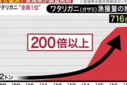 【謎】ワタリガニ、2011年を境に宮城県で獲れまくるようになる