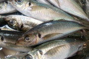 「アジ」「サバ」←今後どちらかが一生食べられなくなるとしたら