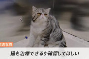 【画像】中国、コロナに感染した女性の飼い猫3匹も感染→殺処分に「防疫のため仕方ない」との声