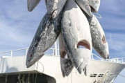マグロ漁船（航海期間10カ月、最低保障500万円、とれ高によるボーナスあり1000万円も可）←どうやろ？