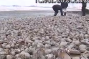 【衝撃】大量のホッキ貝、浜辺に打ち上げられるｗｗｗｗｗｗｗｗｗｗｗｗｗｗｗｗ