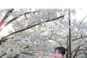日向坂４６・森本茉莉、満開の桜バックに“ママ振り”姿を披露！華やか和装ショットに反響続々