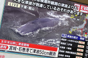 【速報】千葉県の海岸に何頭ものクジラが打ち上げられる