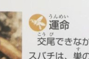 【悲報】交尾できなかったミツバチの末路がコチラ・・・