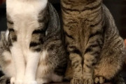 【ねこ画像】飼い主さんのお団子ヘアーに猫パンチする猫さん…何がお気に召さなかったんでしょうかwww