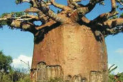 【画像15枚】アフリカの大木、なんか変な形してない！？