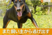 保護したドーベルマンを脱走したと偽り窃盗していた事件、動物愛護団体メンバーが容疑を認める