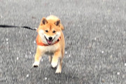 【画像】うちの柴犬、散歩の途中でナイロン袋準備してたら「え？おやつ！？」って飛びついてきたwww