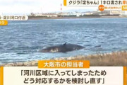 大阪のクジラ、対策を検討している間に流れて面倒なことに